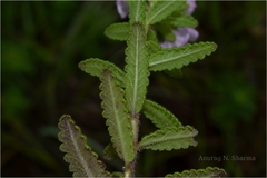 Pedicularis zeylanica